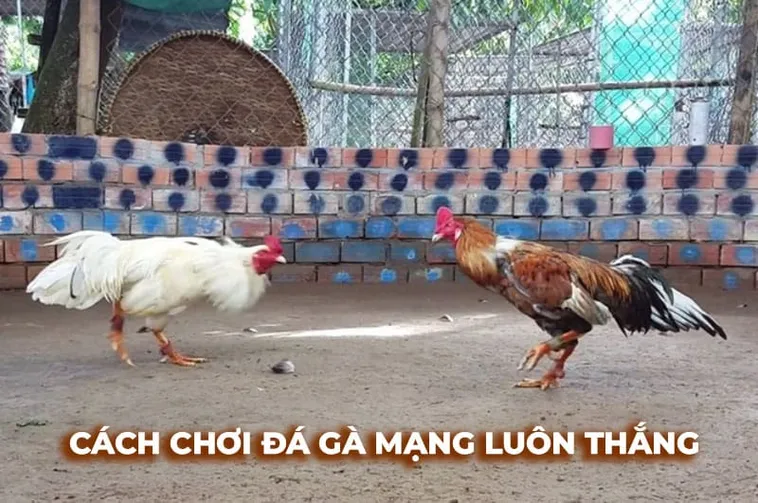 Bí Quyết Chơi Đá Gà Sabong Tại VVVWin Đạt Chiến Thắng Đỉnh Cao